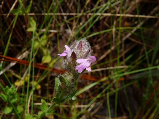 {Stachydeoma graveolens}